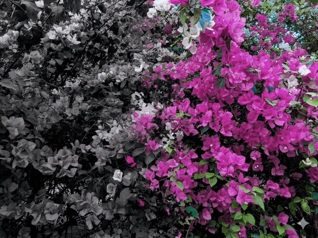A close-up of vibrant pink bougainvillea flowers amidst a backdrop of grayscale foliage.