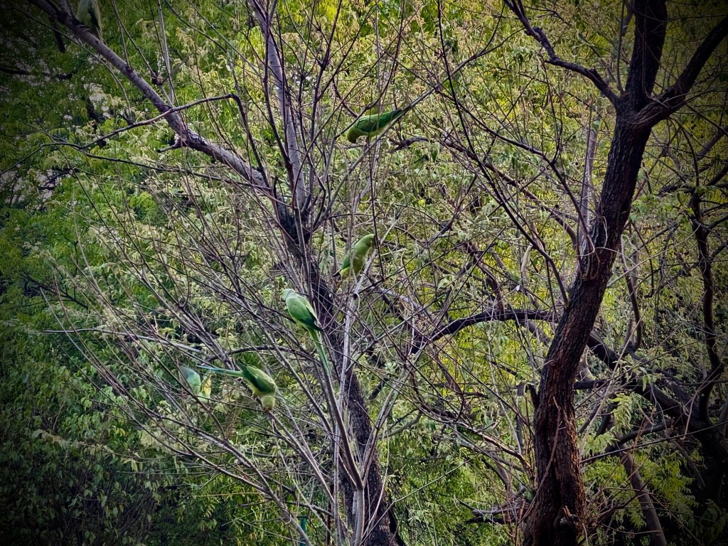 A view of a tree with sparse branches, featuring several green parakeets perched among the leaves.